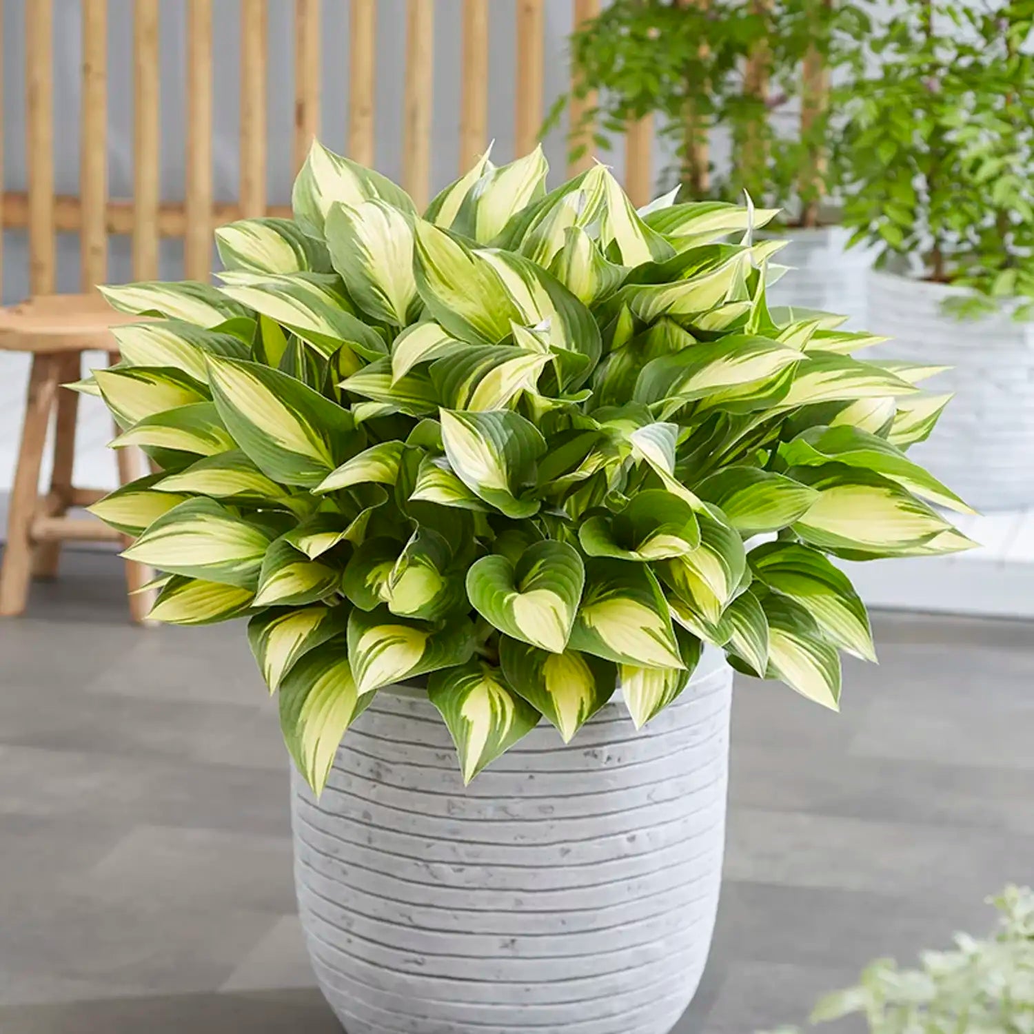 Hosta 'Tongue of Flame'